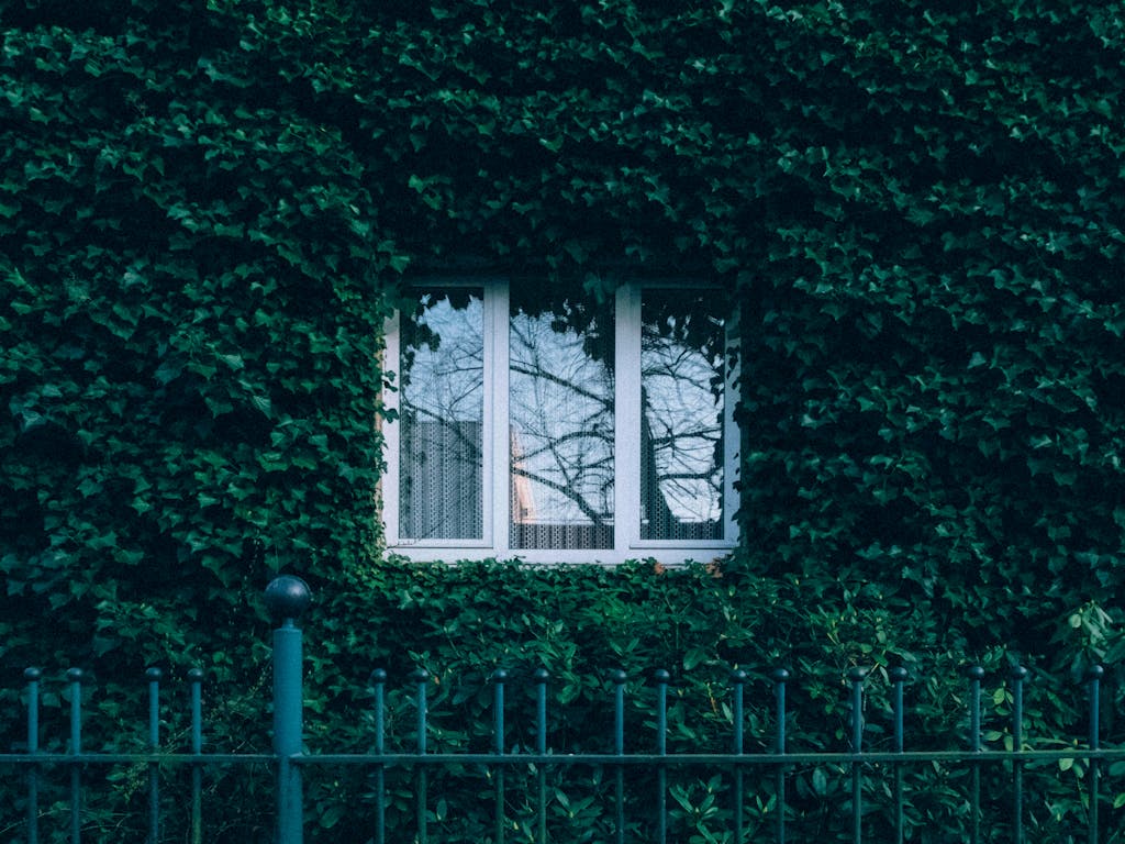 Weißes Fenster in begrünter Fassade von Marius Matuschzik